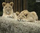 Молодые львы